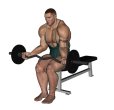 EZ Bar Curl - Seated Wide Narrow
